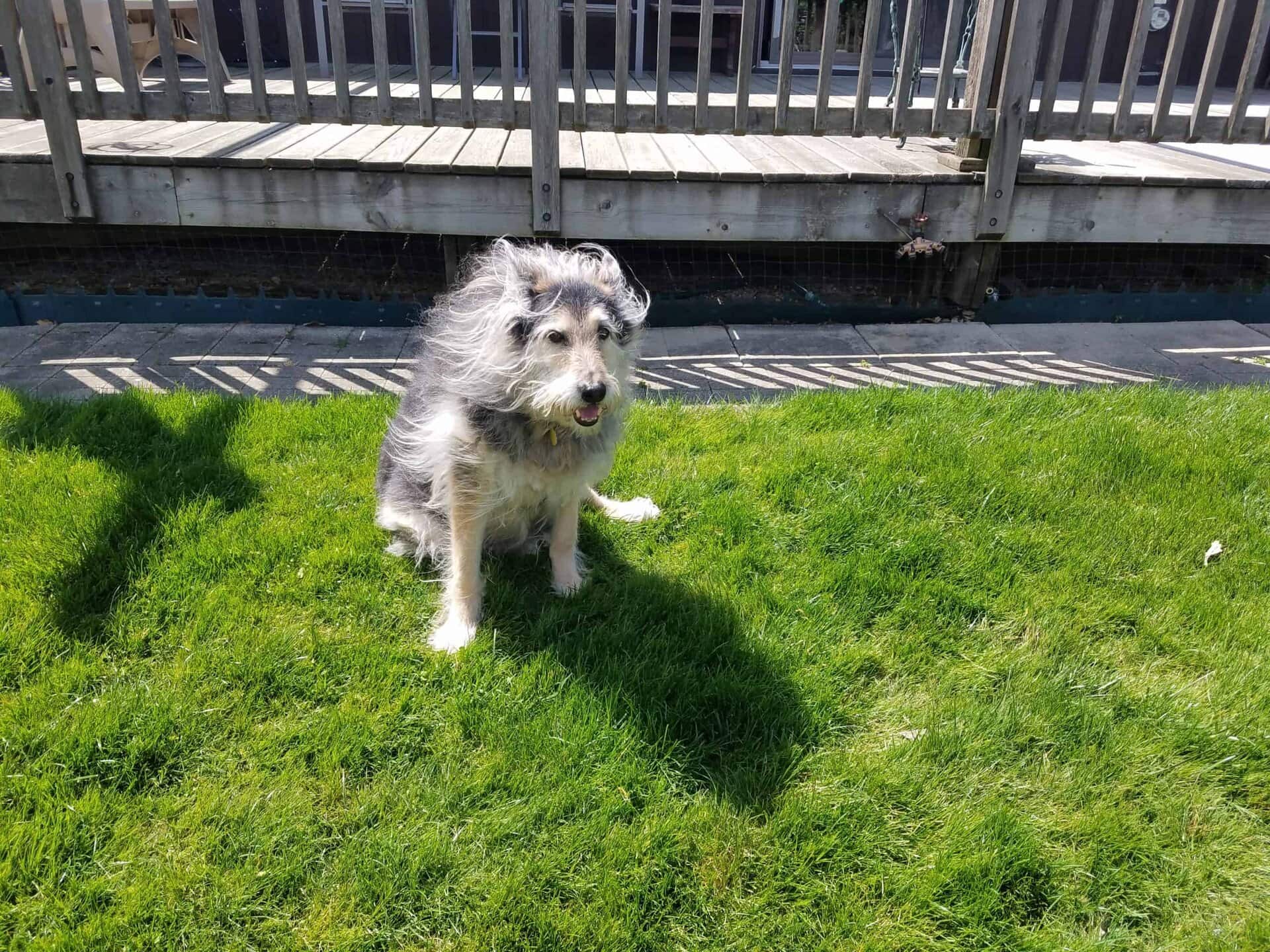 A fluffy gray and white dog sits on green grass in sunlight, with a wooden fence and deck in the background. The dogs fur is being blown by the wind.
