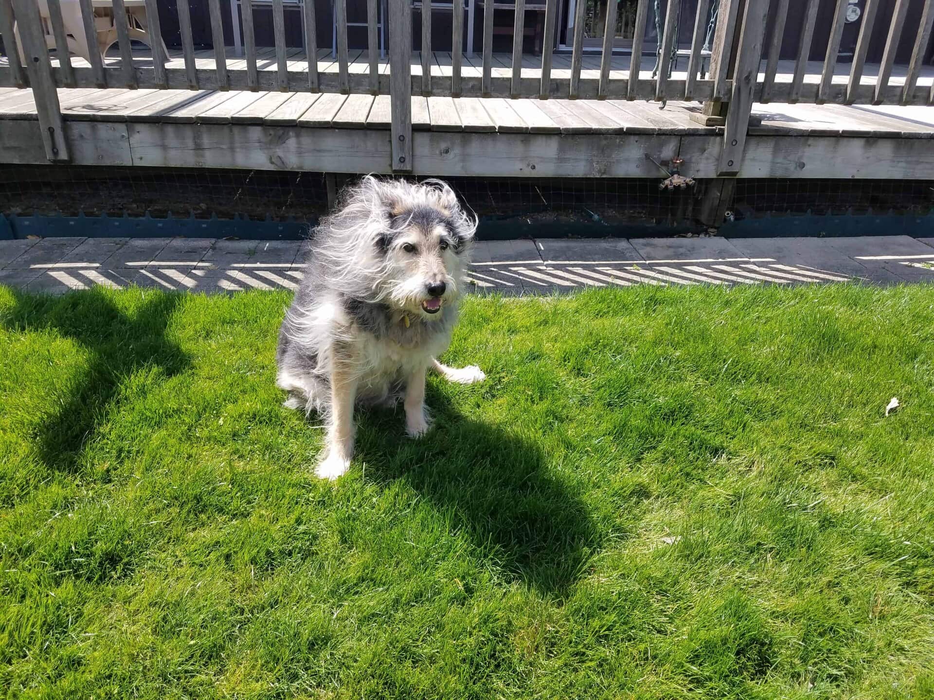 A scruffy gray and white dog sits on bright green grass in the sunlight, with a wooden deck and railing in the background.