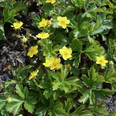 Small yellow flowers with five petals each bloom among green, serrated leaves in a garden bed with dark mulch.