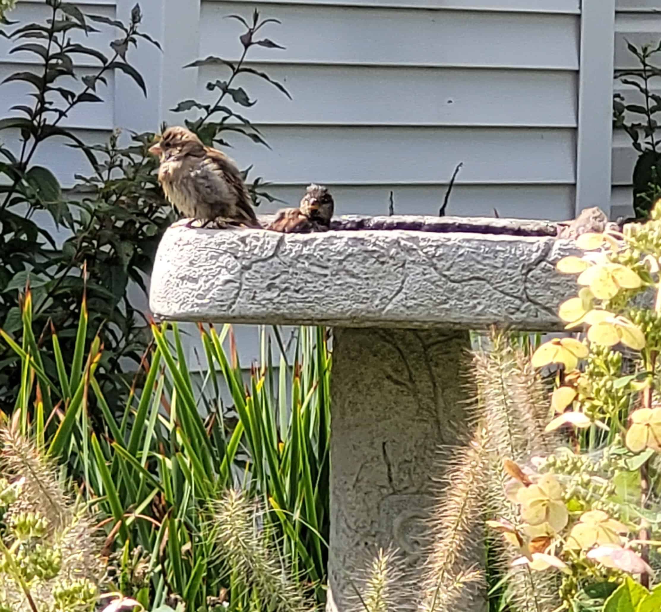 Two small birds perch on the edge of a stone birdbath in a garden with tall grasses and plants. A house with white siding is visible in the background.