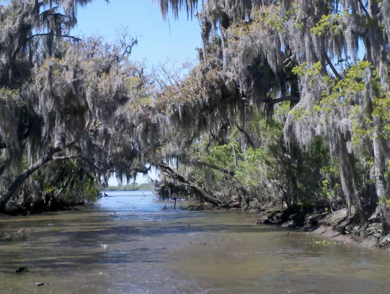 A river lined with trees draped in Spanish moss, under a clear blue sky, with dense green foliage along the banks.