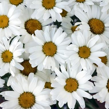 A cluster of blooming white daisies with yellow centers fills the frame.