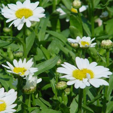 White daisies with yellow centers bloom among green leaves and stems, with some flower buds yet to open.