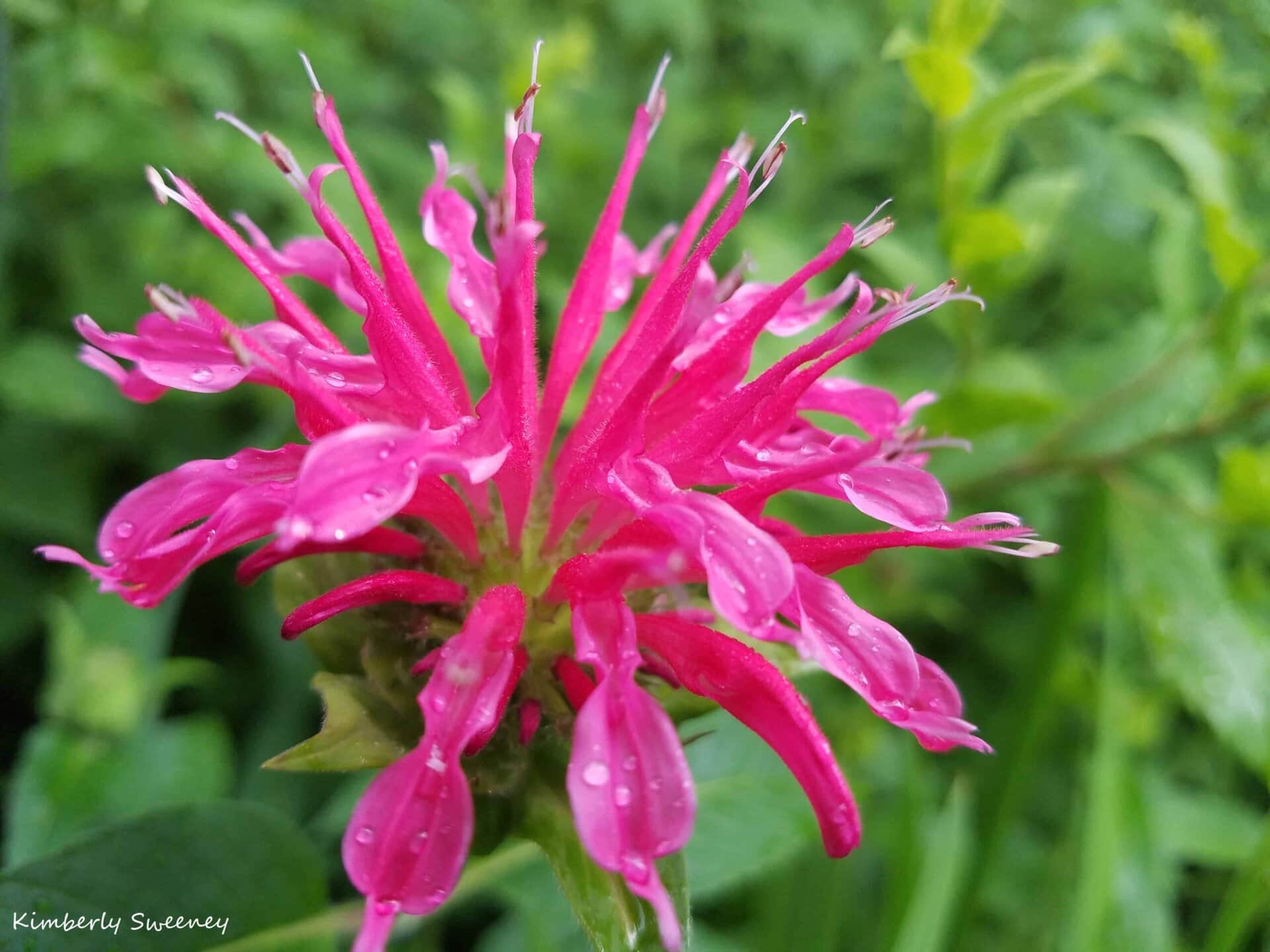 A close-up of a vibrant pink flower with thin, spiky petals covered in water droplets, set against a blurred green background.