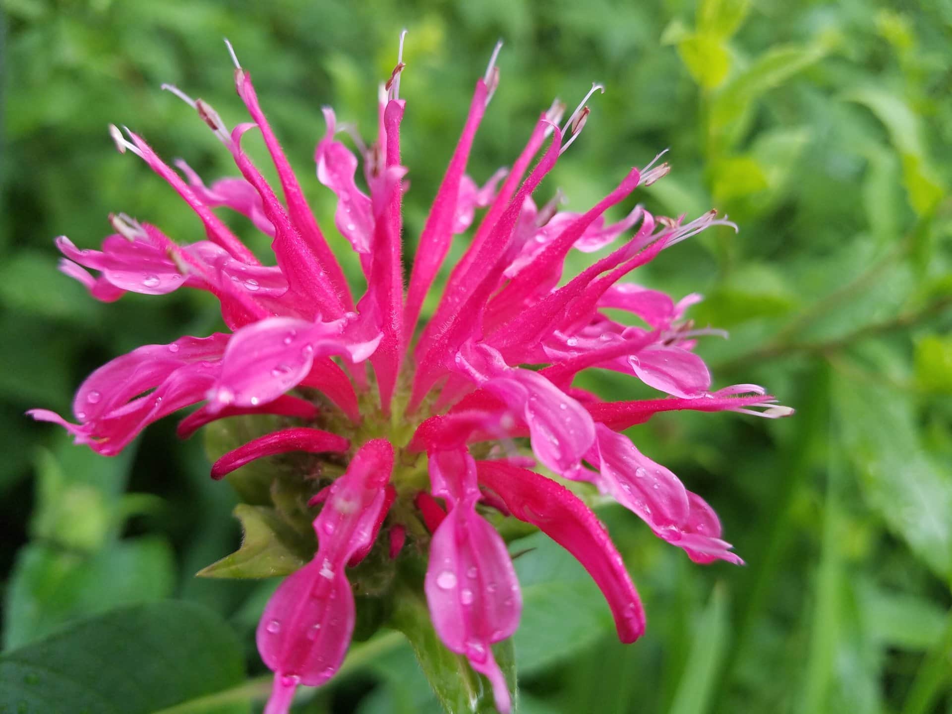 Close-up of a bright pink bee balm flower with long, narrow petals and water droplets on them, set against a blurred green leafy background.