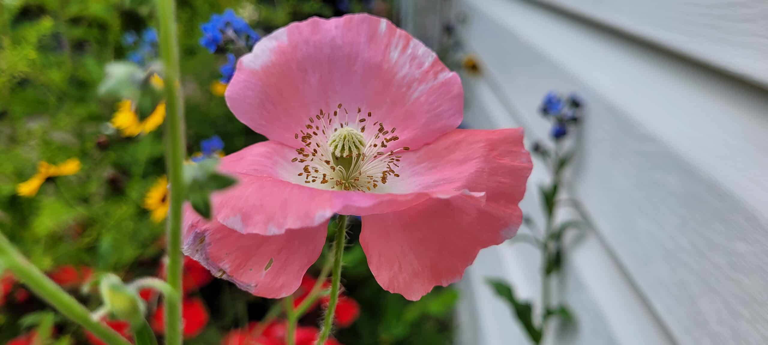 A close-up of a pink poppy flower with delicate petals, surrounded by blurred greenery and blue flowers, next to a white house siding.