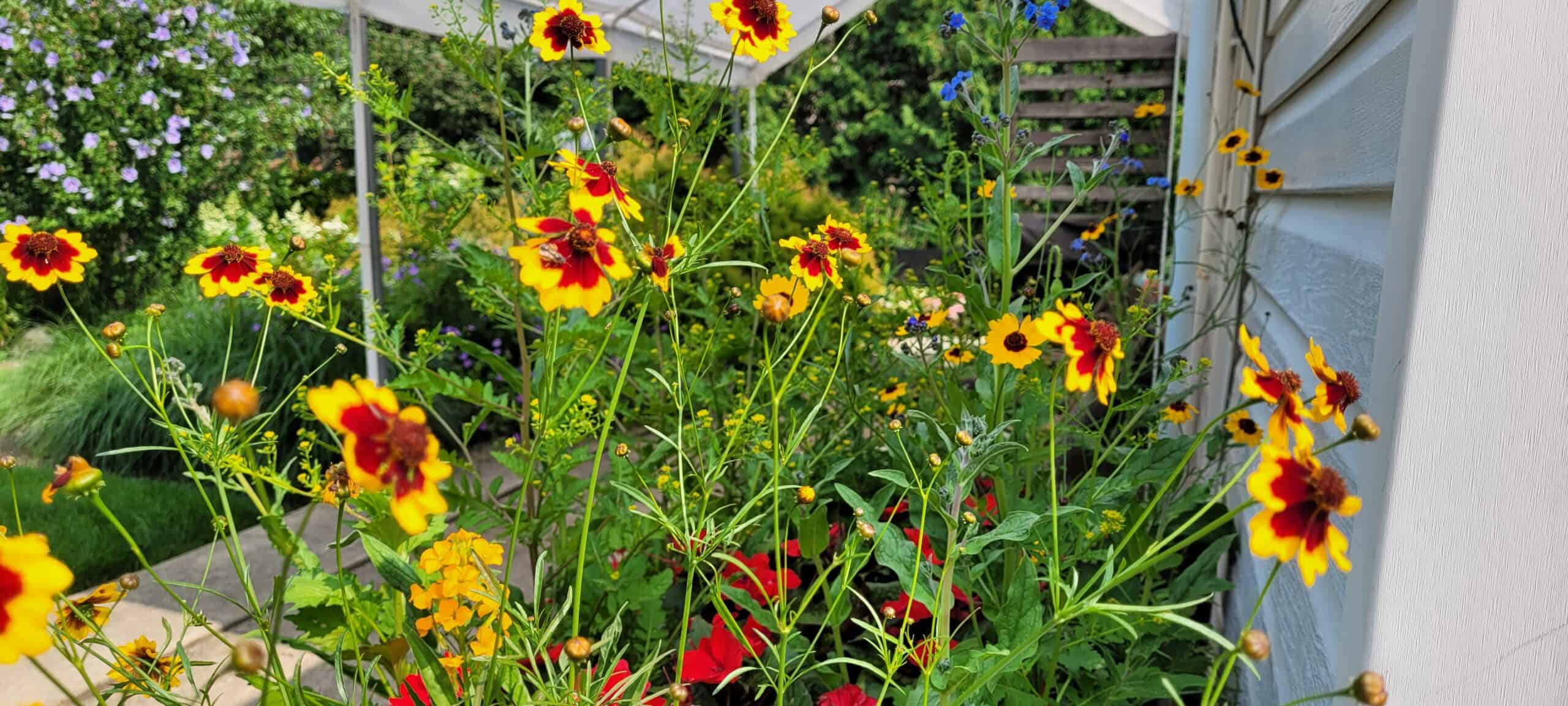 Yellow wildflowers with red centers bloom in a vibrant garden next to a white house, surrounded by lush green foliage and other colorful flowers, under a bright sunny sky.