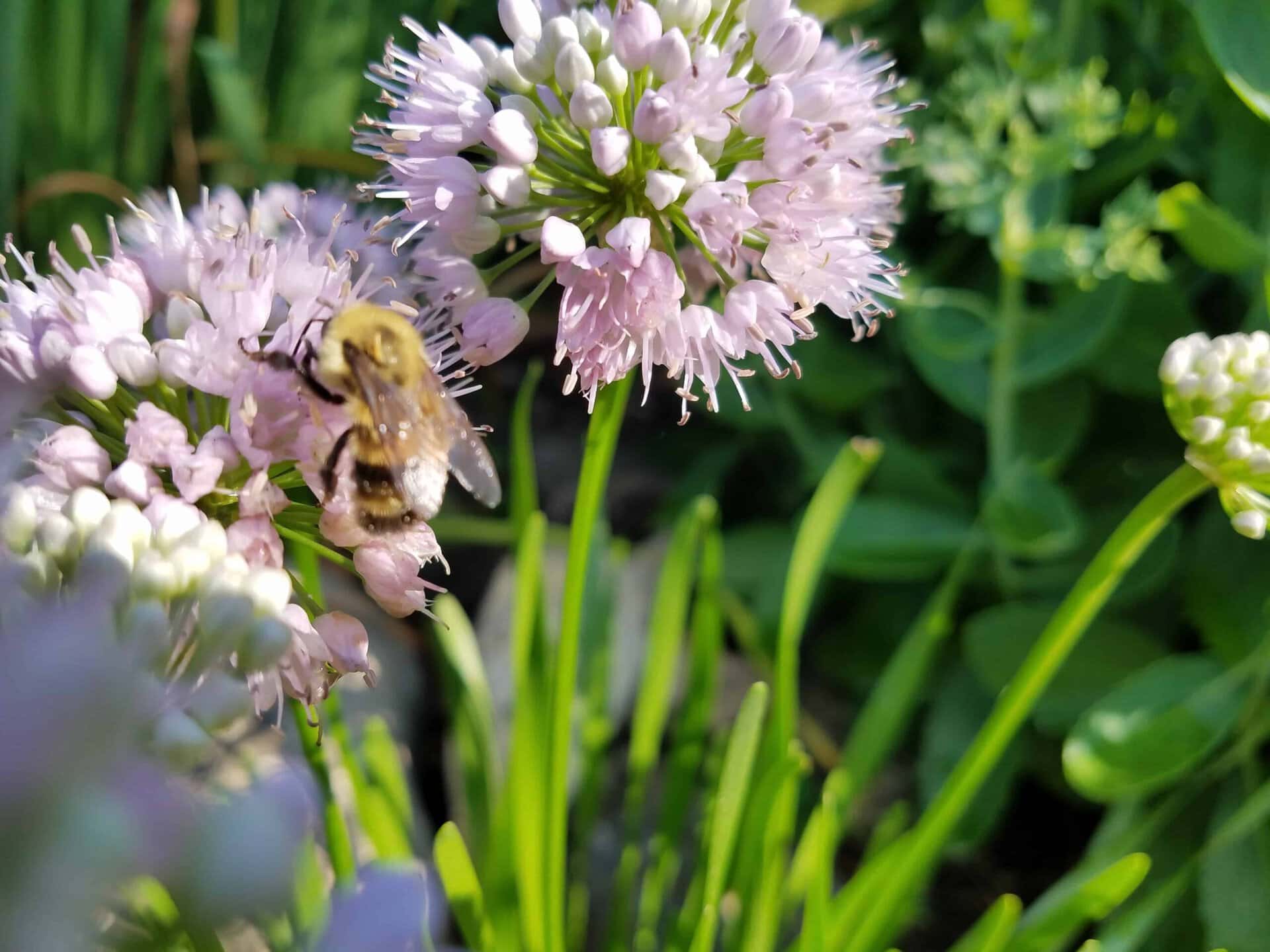 A close-up of a bee collecting nectar from a cluster of light purple flowers, surrounded by green leaves and stems in a sunlit garden.