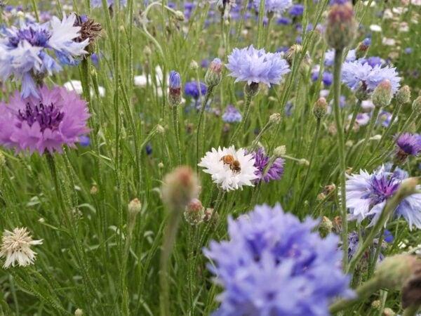 A field of blooming wildflowers in shades of blue, purple, and white with green stems. A bee is collecting pollen from a white flower near the center of the image.