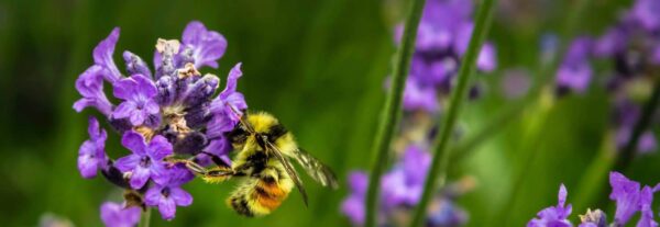 A close-up of a bee collecting nectar from a vibrant purple flower, with a blurred green background and more purple flowers visible.