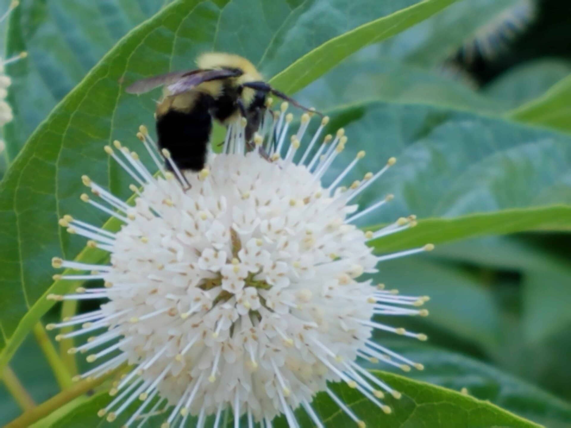 A close-up of a bumblebee perched on a round, spiky white flower, with green leaves in the background.