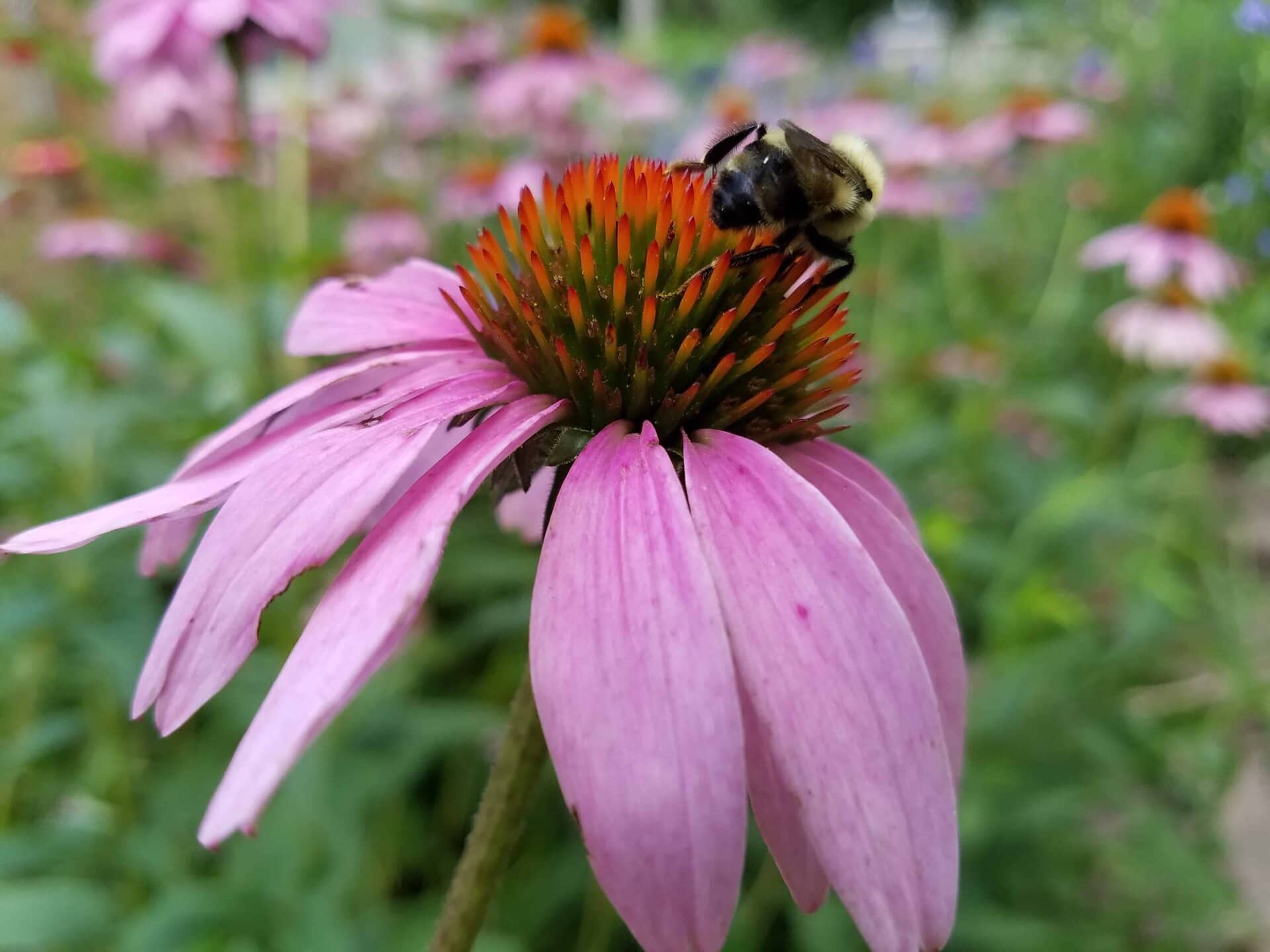 A close-up of a bumblebee on the spiky orange center of a pink coneflower, with blurred green foliage and more flowers in the background.