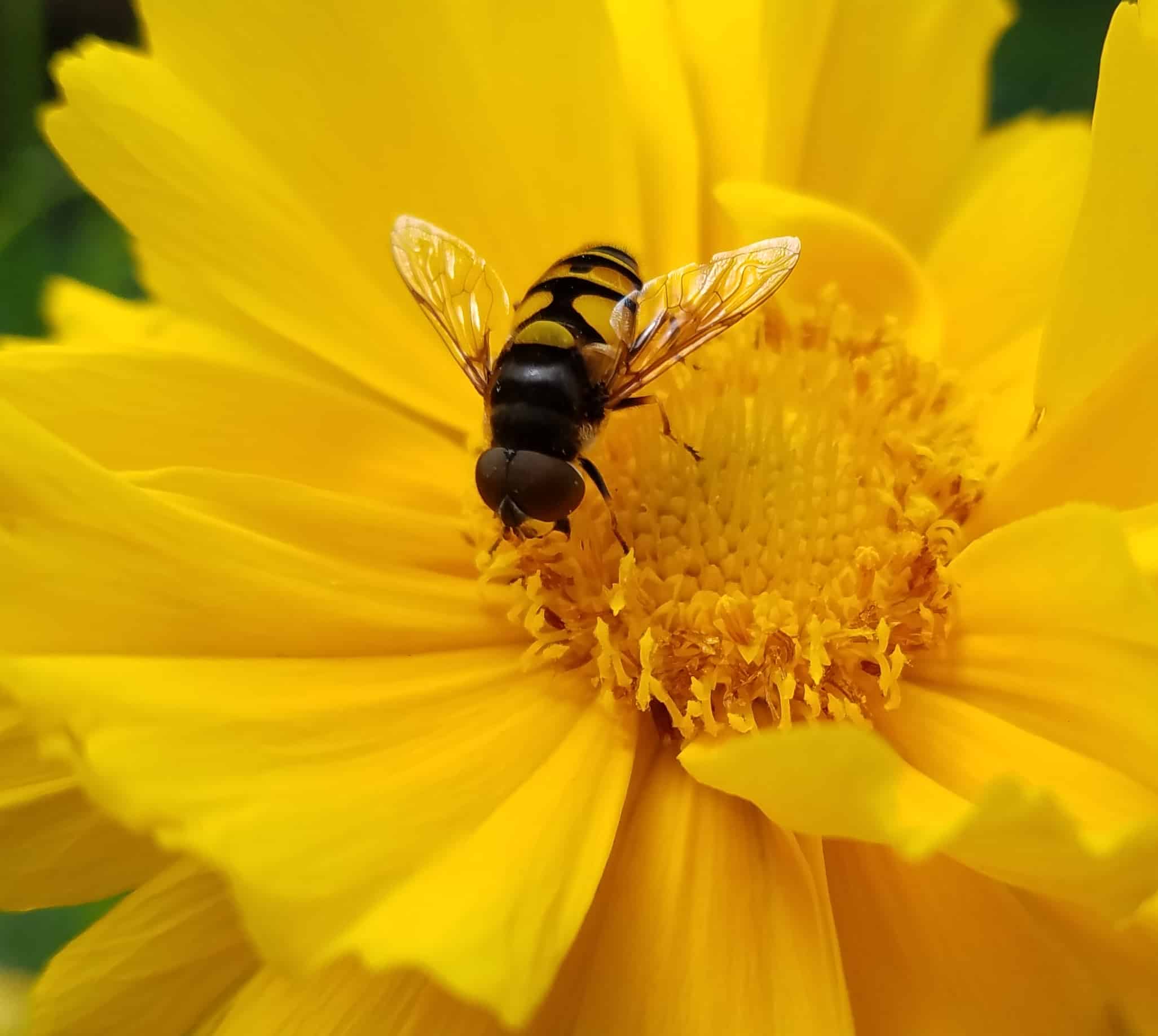 A close-up of a bee with transparent wings and black and yellow stripes, collecting pollen from a vibrant yellow flower.
