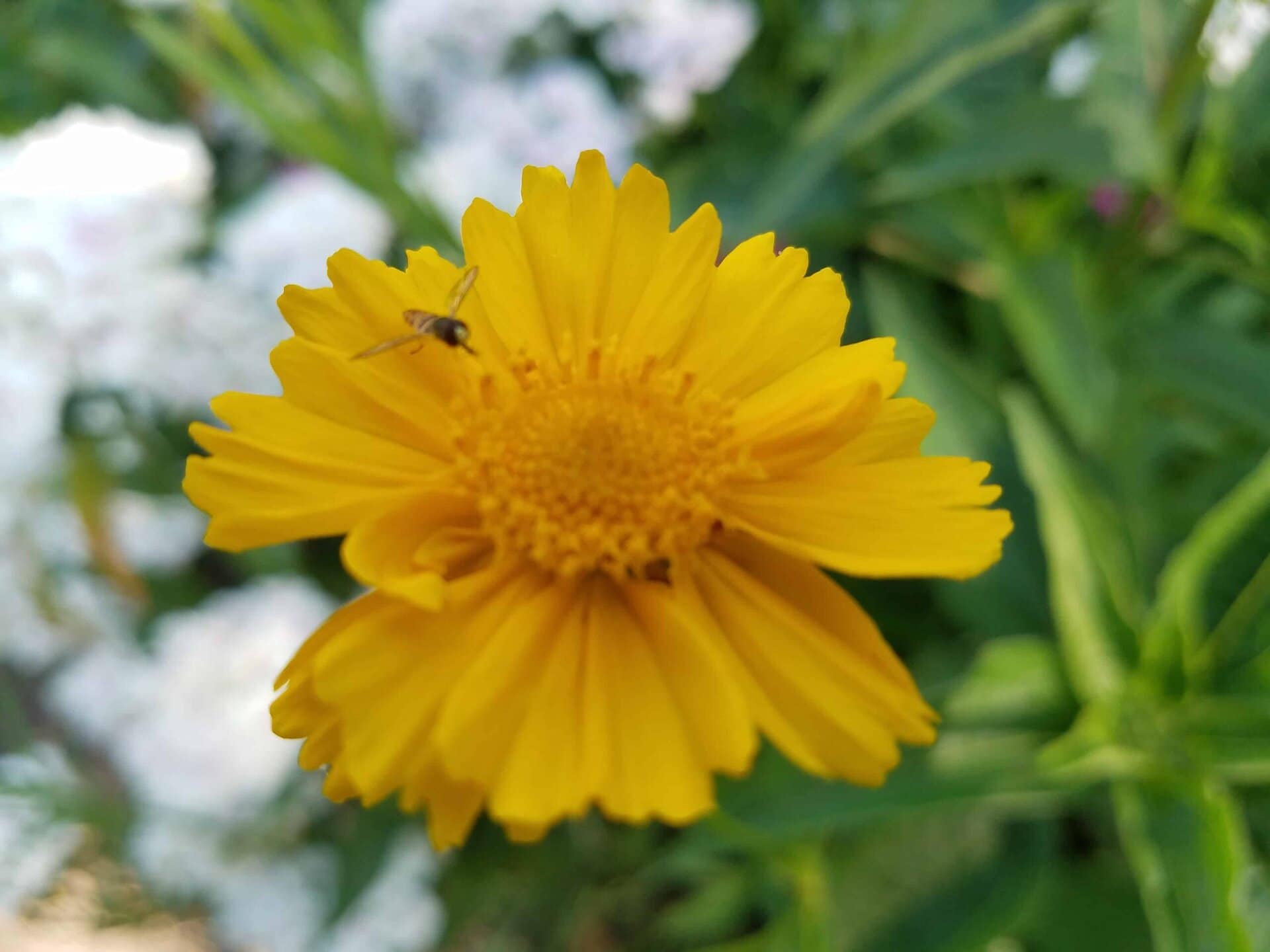 A close-up of a bright yellow flower with a small insect on its petal, surrounded by blurred green leaves and white flowers in the background.