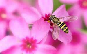A close-up of a bee with black and yellow stripes gathering nectar from a vibrant pink flower, surrounded by more pink blossoms.