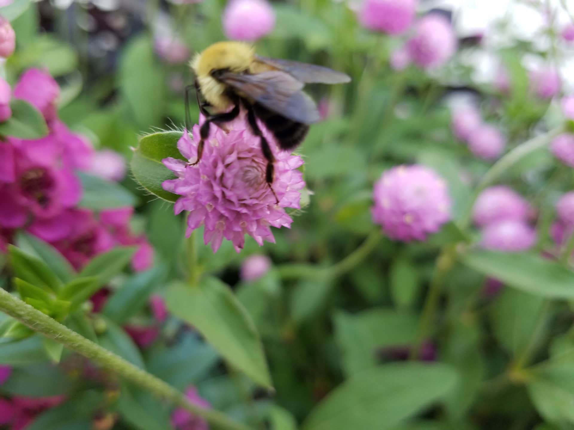A bumblebee collects nectar from a pink clover flower amid green leaves and other pink blossoms, with the background softly blurred.