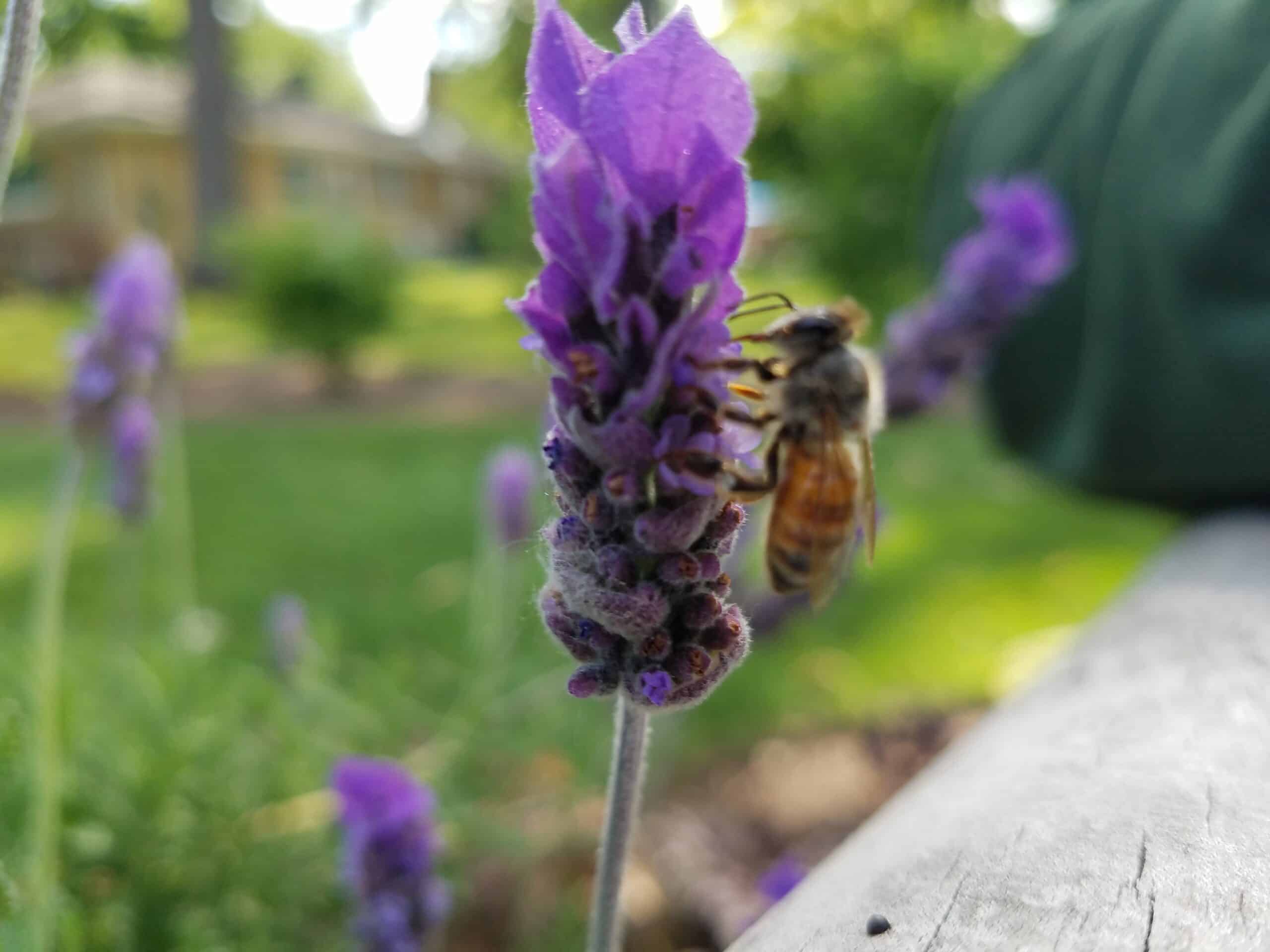 A close-up of a bee collecting nectar from a purple lavender flower, with a blurred green garden and house in the background.