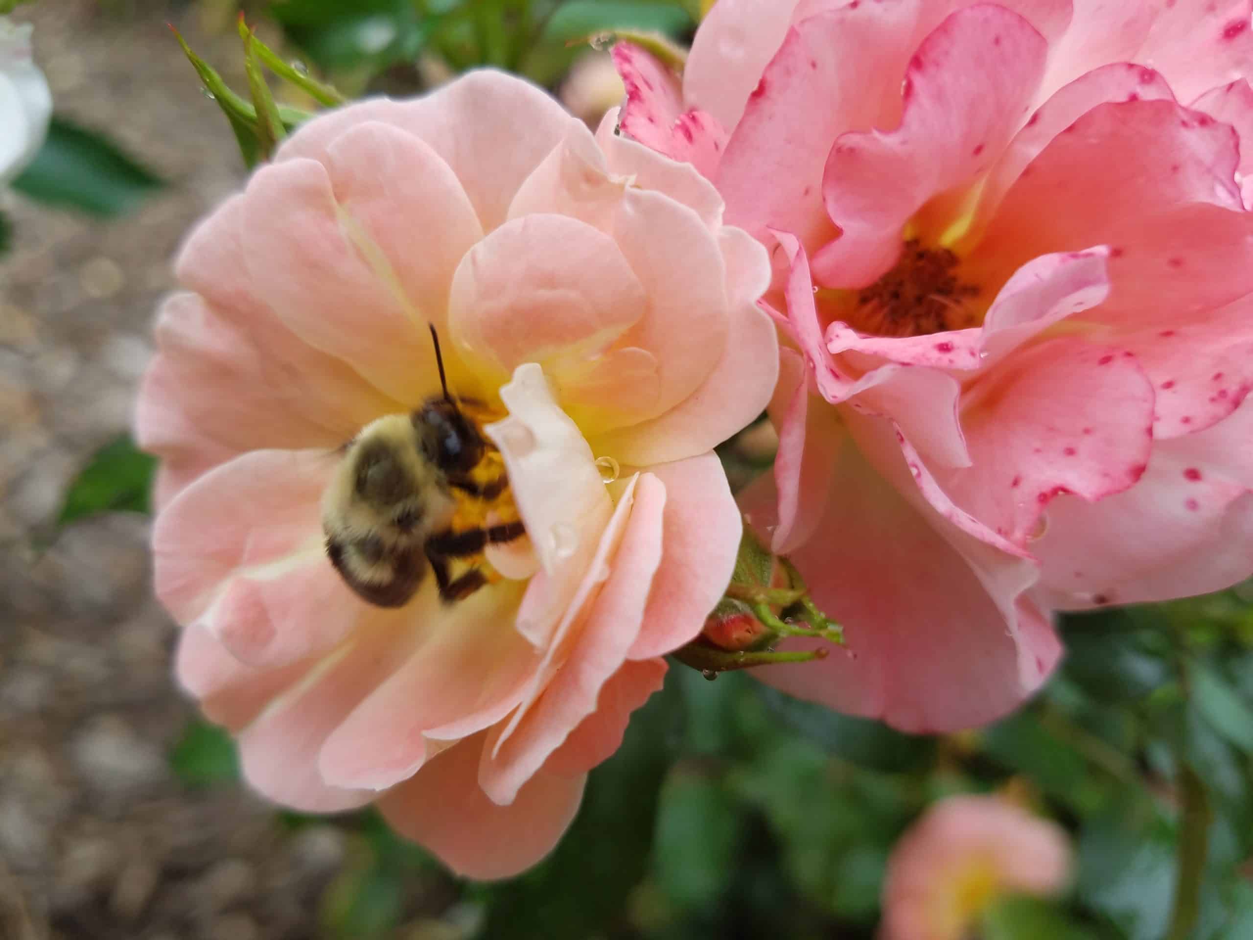 A close-up of a bee collecting nectar from a light pink rose flower, with another similar rose in the background and green foliage surrounding them.