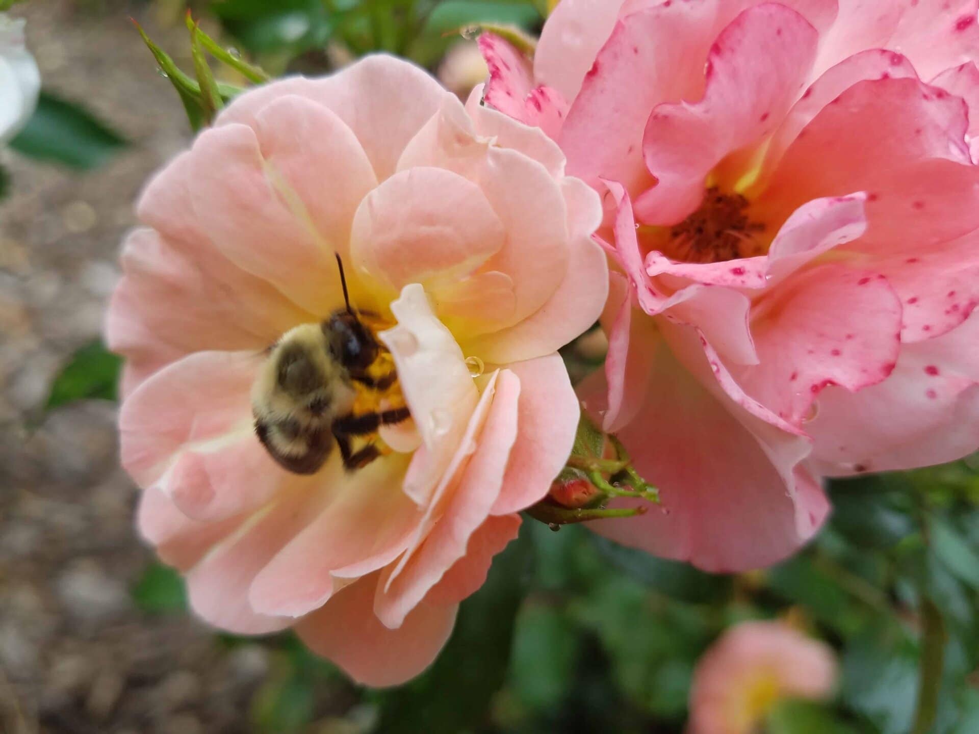 A close-up of a bee collecting nectar from a light pink rose, with another pink rose nearby and green foliage in the blurred background.