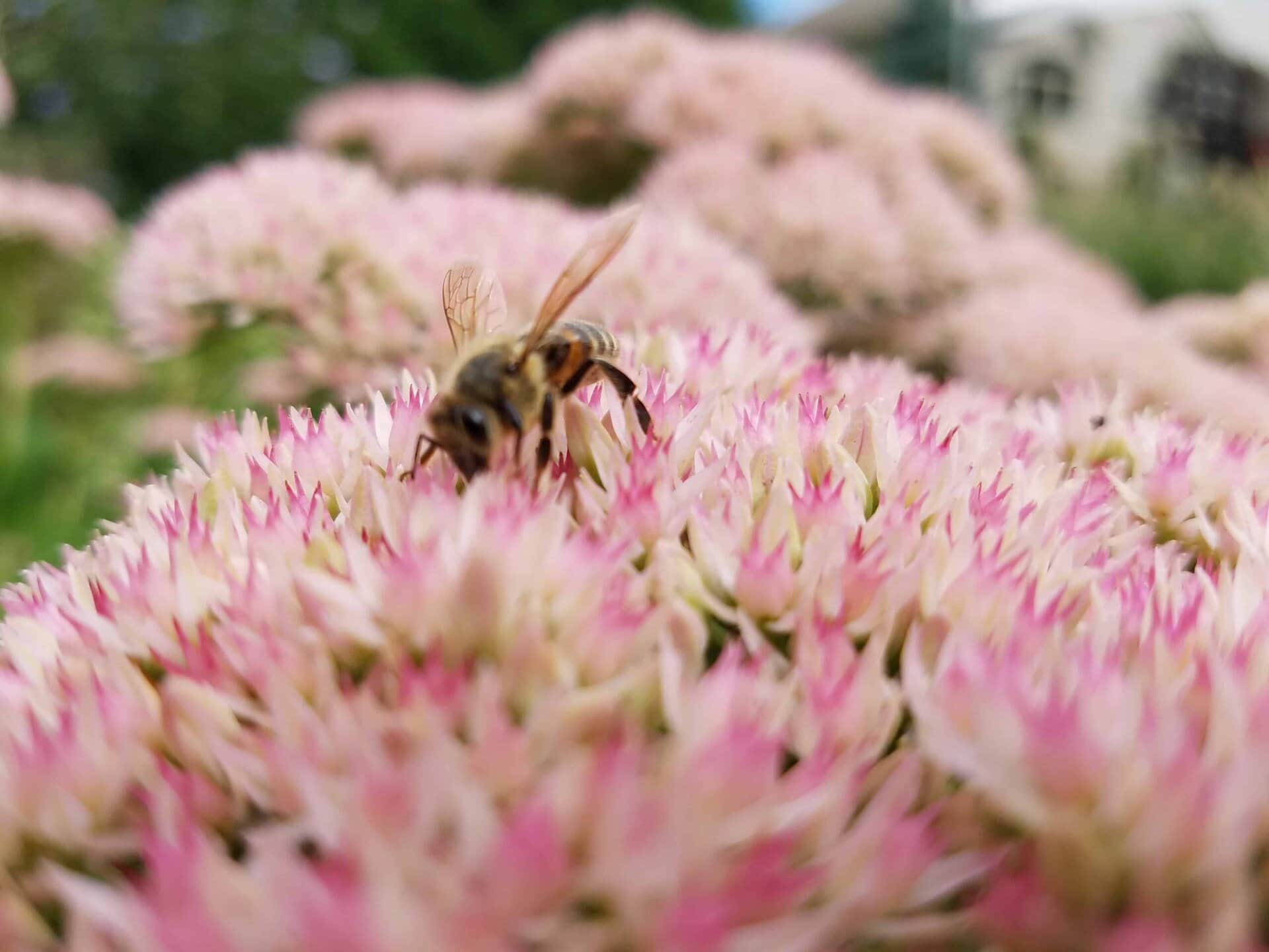A close-up of a bee collecting nectar from pink and white flowers, with blurred flowers and greenery in the background.