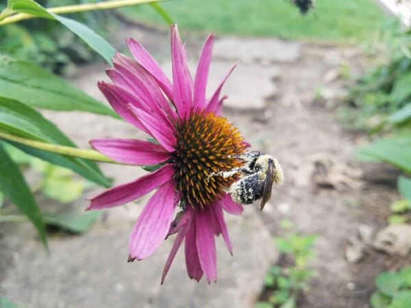 A bee covered in pollen collects nectar from a purple coneflower, with green leaves and a blurred garden background.