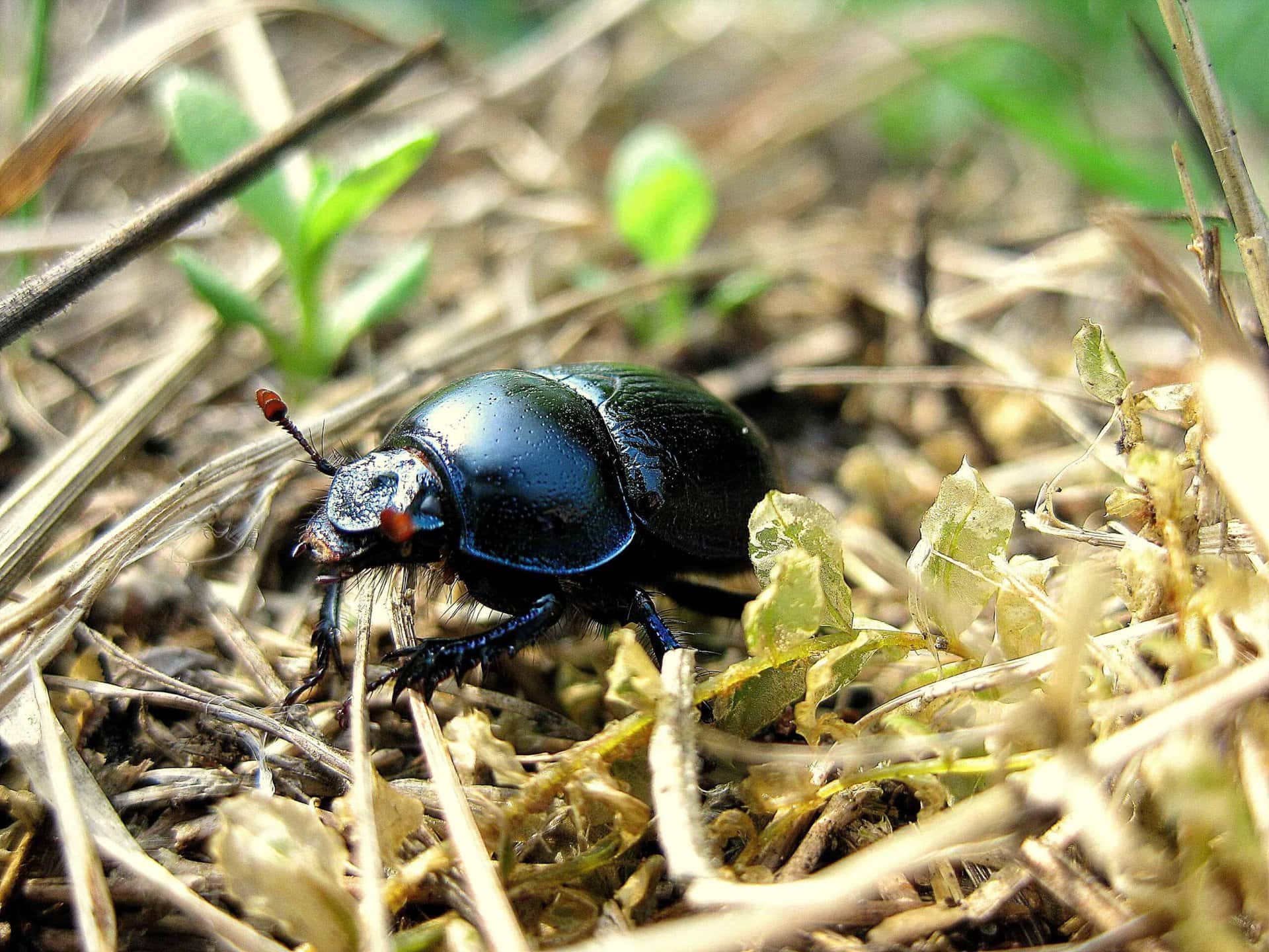A close-up of a shiny black beetle crawling on dry grass and soil, with green plants and blurred grass in the background.
