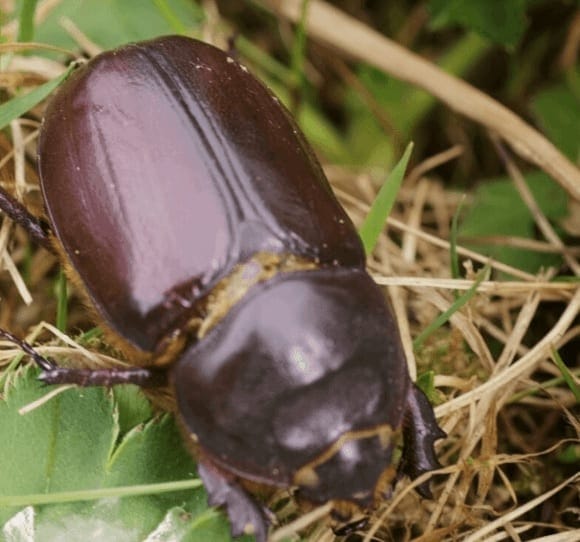 A close-up of a shiny, dark brown beetle sitting on dry grass and green leaves outdoors.