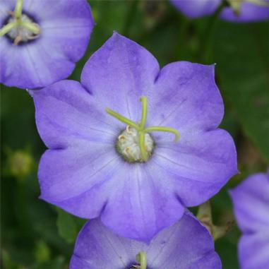 Close-up of a purple bellflower with five petals and a light green center, surrounded by green leaves and other blurred purple flowers in the background.