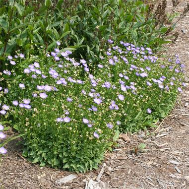 A cluster of small, light purple wildflowers with green foliage growing in a garden bed, bordered by wood chips and surrounded by taller green plants.