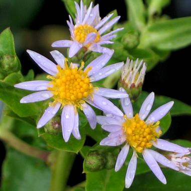 Three light purple wildflowers with yellow centers are surrounded by green leaves and buds.