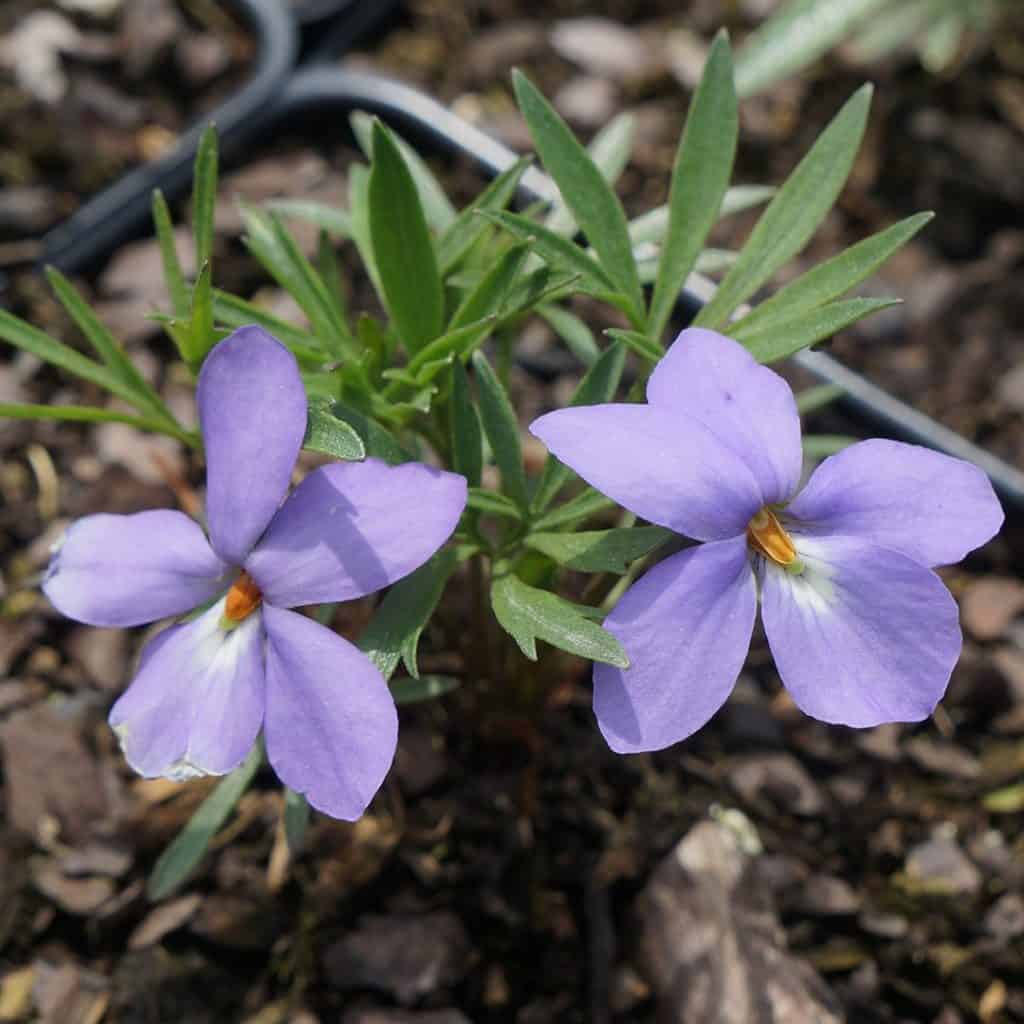 Two light purple flowers with five petals each, yellow centers, and green leaves grow among brown mulch and rocks in a garden setting.