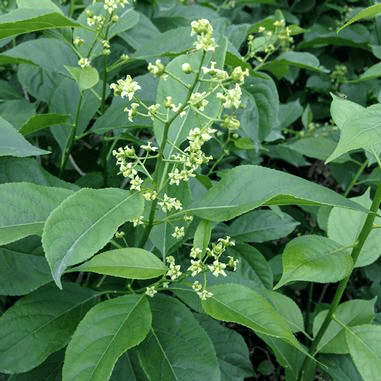 Green leafy plant with small, pale yellowish-green flowers growing in clusters along upright stems, surrounded by numerous broad leaves.
