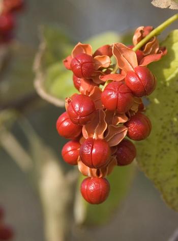 Cluster of bright red, round seeds emerges from papery, open brown pods, hanging against a blurred background of green leaves and stems.