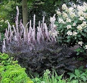 Tall spikes of pale purple flowers rise above dark foliage in a garden, with a bush of white flowers and green plants in the background.