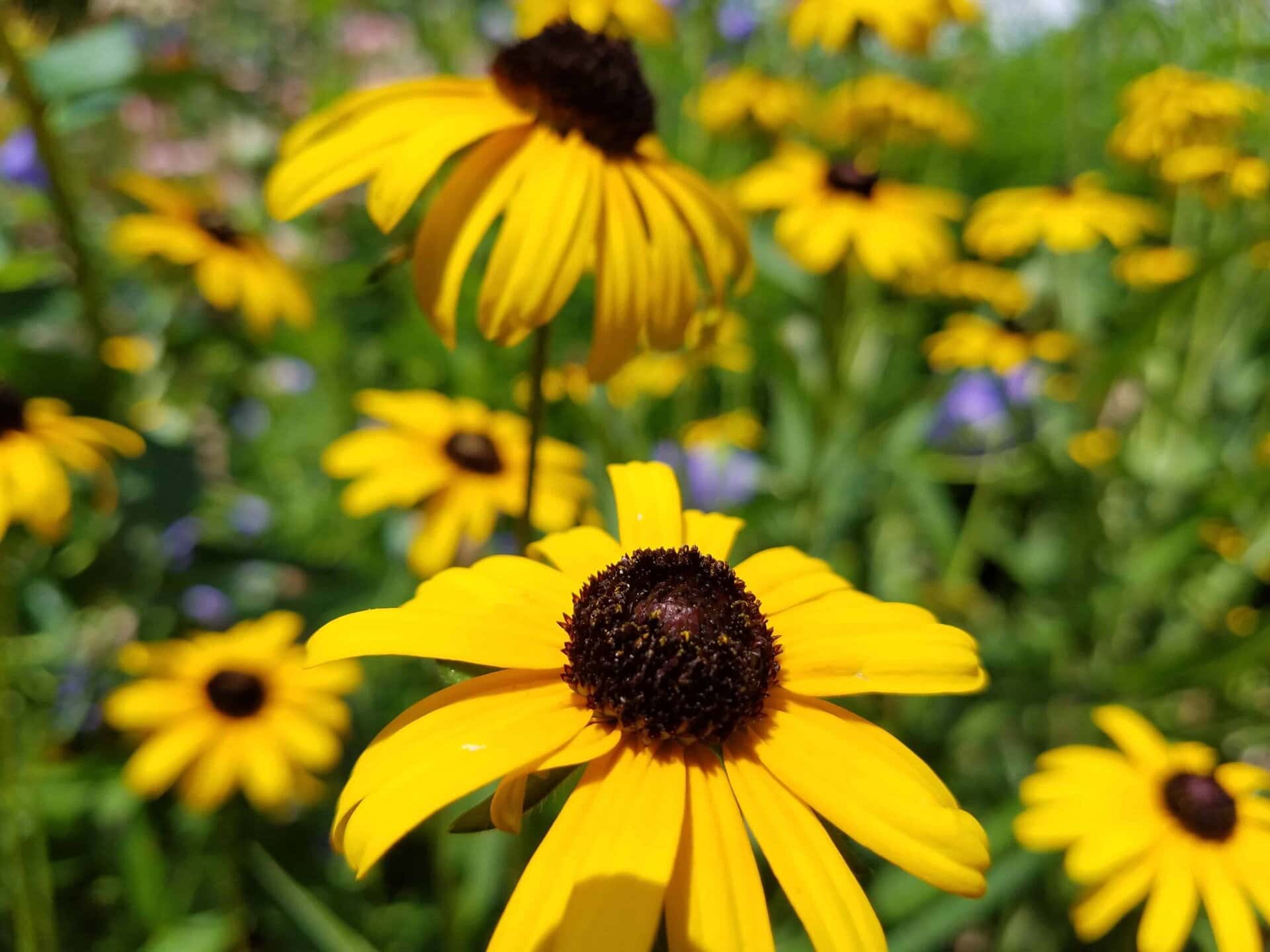 Close-up of several yellow flowers with dark brown centers in a green garden, with blurred blooms and foliage in the background.