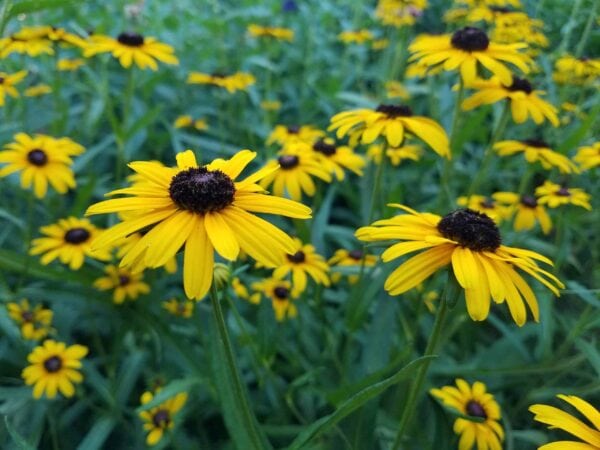 Close-up of several bright yellow Black-eyed Susan flowers with dark centers, surrounded by green stems and leaves in a lush, outdoor garden setting.
