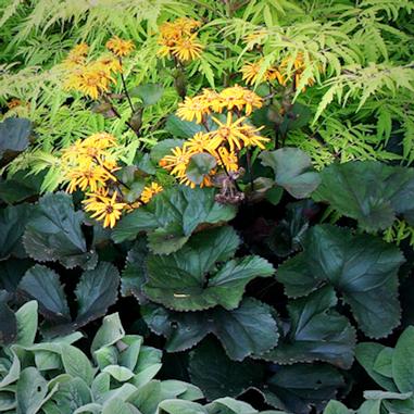 Bright yellow flowers with narrow petals bloom above large, dark green leaves. Behind them, feathery, light green foliage adds a delicate texture. In front, pale green, fuzzy leaves complete the layered garden scene.