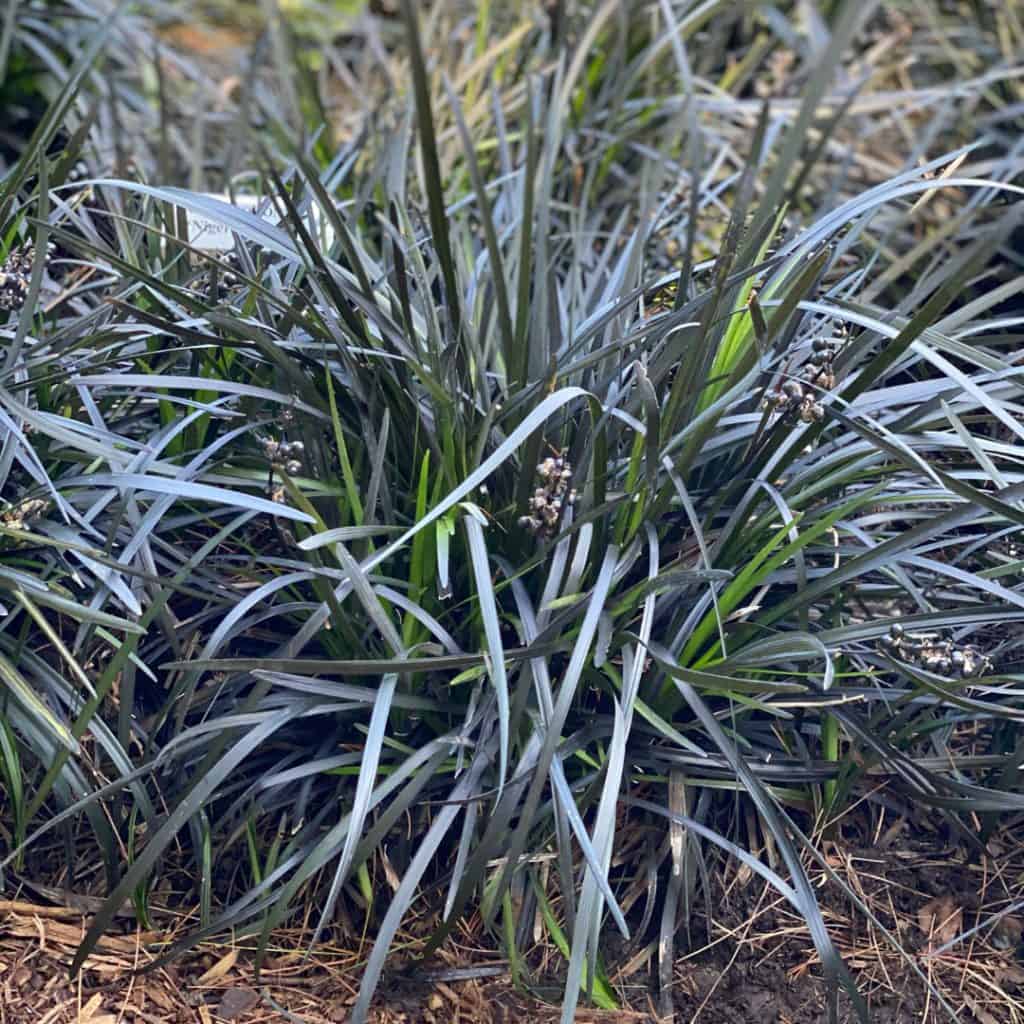 Dense clump of spiky, dark green-black grass-like leaves growing outdoors in soil, with a few small purple berries nestled among the foliage.