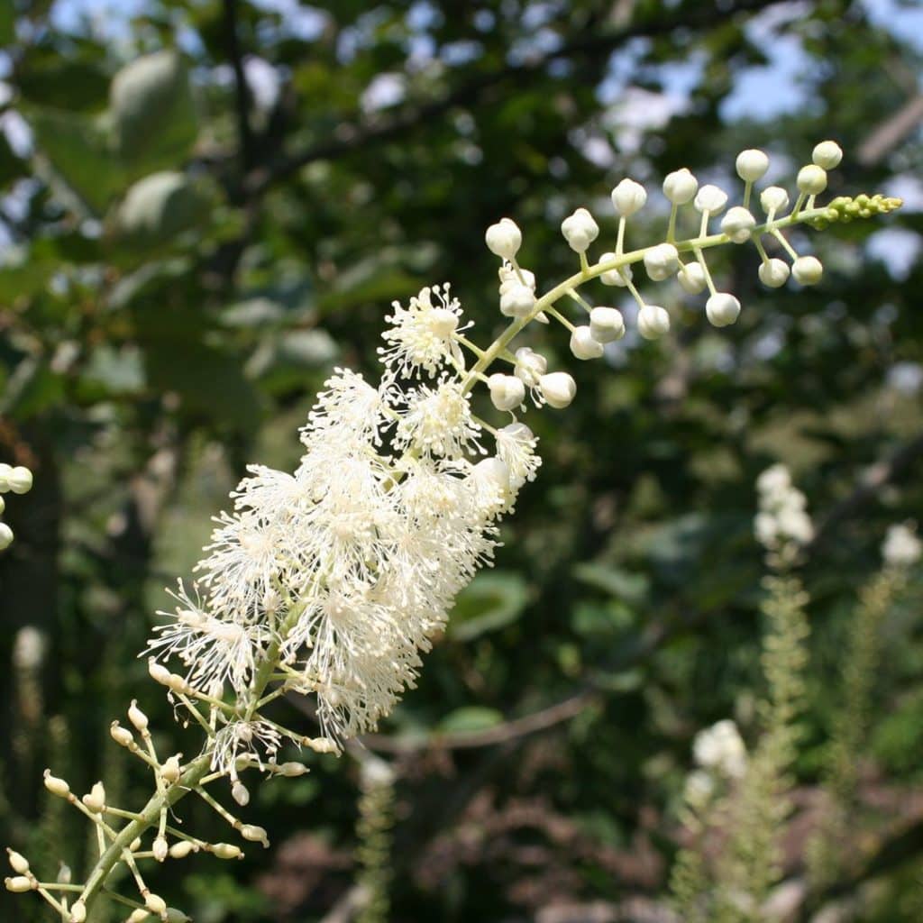A close-up of a white, feathery flower cluster with round buds on a green stem, set against a blurred background of green leaves and blue sky.
