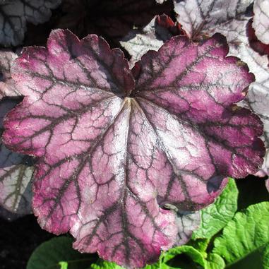 A close-up of a single purple and dark-veined heuchera leaf with jagged edges, set against a background of green foliage and more leaves.