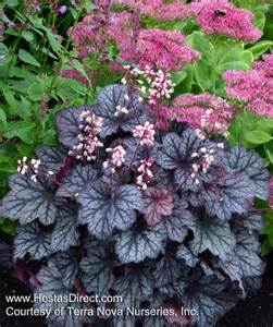 Dark purple Heuchera leaves with light veins in front of pink Sedum flowers. Text at the bottom reads, HostasDirect.com Courtesy of Terra Nova Nurseries, Inc..