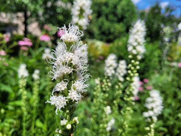 Close-up of a white, spiky flower with blurred green foliage and more similar flowers in the background on a sunny day.