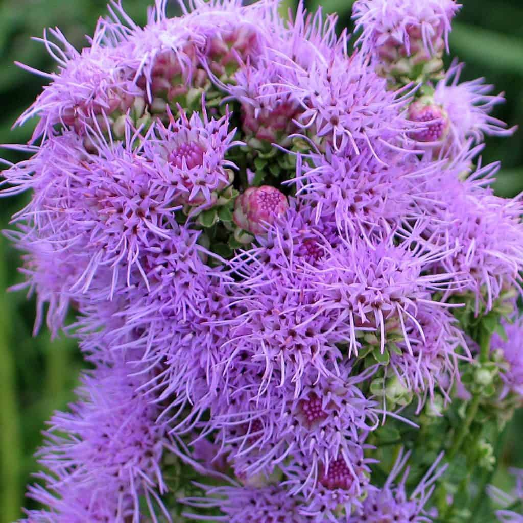 Close-up of vibrant purple wildflowers with spiky petals and green stems, densely clustered together against a blurred background of green foliage.