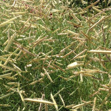 Close-up of tall, golden grasses swaying in the wind with green grass and hints of red flowers in the background on a sunny day.