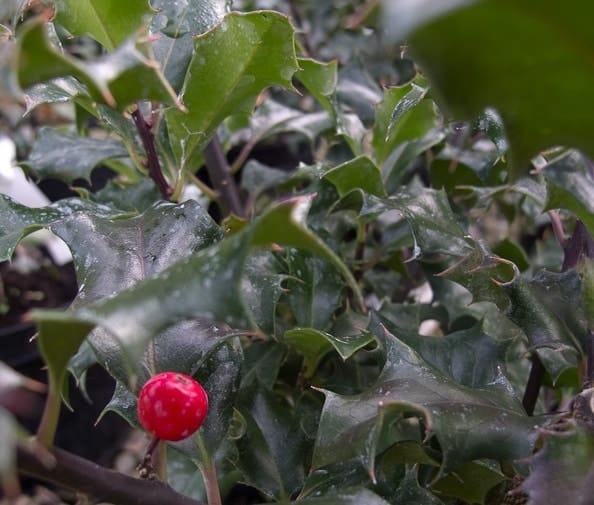 Close-up of jagged, dark green holly leaves with a single bright red berry in the foreground. The background is blurred, showing more leaves and parts of the plant.
