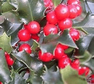 Close-up of bright red holly berries clustered among shiny, dark green, spiky leaves.