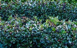Dense green bush with dark, glossy leaves and small clusters of red berries, filling the entire image.