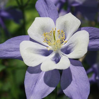 Close-up of a Columbine flower with delicate white inner petals and lavender outer petals, yellow stamens at the center, and a blurred green and purple background.
