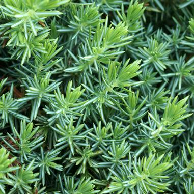Close-up of vibrant green, needle-like leaves of a coniferous plant, with dense foliage filling the frame.