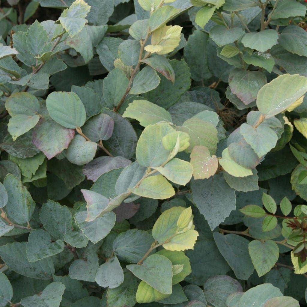 Dense cluster of oval green leaves with subtle hints of purple and yellow, overlapping each other, creating a lush, textured foliage background.